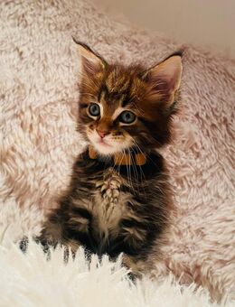 Finn ...Reinrassiges Maine Coon Kitten mit Stammbaum - Bottrop