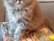 Britische langharre Mix Ragdoll - Dortmund