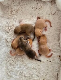 Mega süsse Rennmausbabys suchen ein neues zuhause - Düren