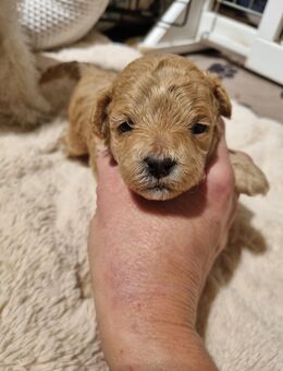 Zwergpudel Welpen in aprikot - Römhild