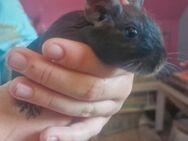 Degu Jungtiere in gute Hände abzugeben - Dorsten