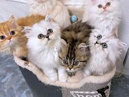 12 Wochen alte verspielte Kitten suchen Dich zum liebhaben - Bremen