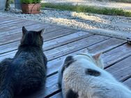 Ernie & Bert <3 - zwei süße Kater - Burghausen Zentrum