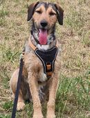 Joachim (Griffon-Mix) sucht auf diesem Weg ein tolles Zuhause bei passenden Menschen.... in 65597