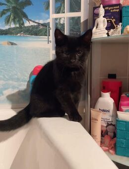 3 süsse schwarze Kätzchen in liebevolle Hände zu geben 🐈‍⬛🐈‍⬛🐈‍⬛ - Weiden (Oberpfalz)