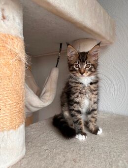 Maine Coon Kitten - Weyhe