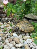 Weibliche Griechische Landschildkröte eierlegend (Thb) 2003 in 95199