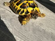 Griechische Landschildkröte sucht ein neues Zuhause - Magdeburg