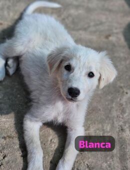 Blanca, Snowy & Bayla - niedliche Mädels - Ludwigshafen (Rhein)