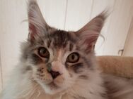 Typvoller Poly Maine Coon Kater - Lich