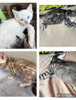 Bengal kitten in tollen Farben mit Stammbaum - Dortmund