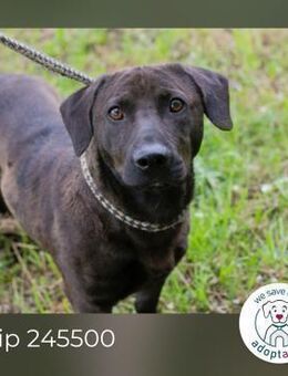 Chip 245500: sucht ein Zuhause - Kirchzell