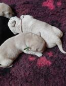 Traumhafte Labrador Welpen in 17179