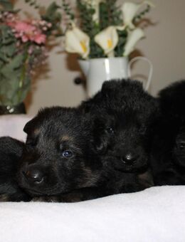 SCHWARZE Schäferhundwelpen - Gelsenkirchen