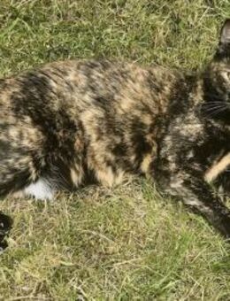 Sabrina, sanfte Katzendame, ca. 5 Jahre - Vaterstetten