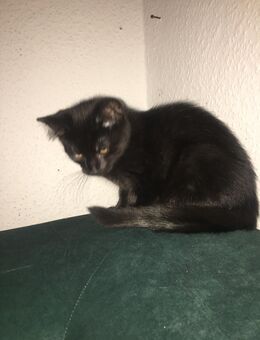 Mix Kitten Kater - Herne