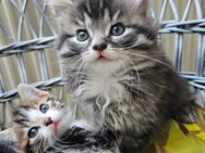 Maine-Coon-Mix Kitten - Schweix