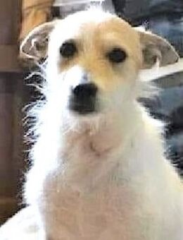 FOXI - möchte leben....... - Kempen