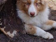 AUSTRALIAN SHEPHERD WELPEN - Hellwege