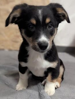 Kleine Polly❤️ sucht liebevolles Heim - Seggebruch