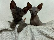 Zwei süße Sphynx-Kitten suchen ein liebevolles Zuhause - Eisenach