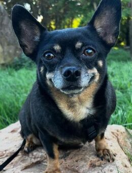 Fibi° in 67281 Kirchheim - Wolfhagen