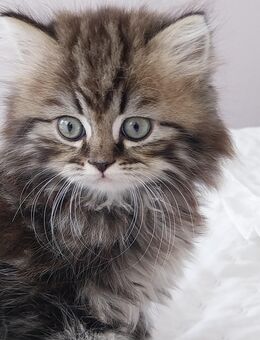 Blh reinrassig kitten - Borkwalde