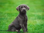 Reinrassige Labrador Welpen Silber/Charcoal suchen noch ein Zuhause - Wernigerode