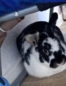 2 süße zahmen hasen in 06108