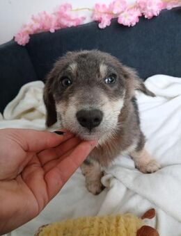 💖 Sanftes Welpenmädchen Betty 💖 - Eislingen (Fils)