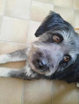 Hübsche Rosi braucht Hilfe! - Nürnberg