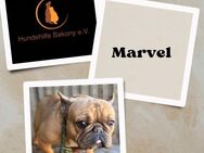 Bully Marvel - kleiner Herzensbrecher PP - Neustadt (Rübenberge)