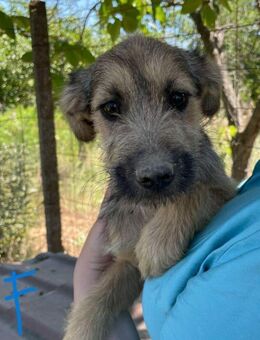 Hundemädchen TEMMY - Weilheim (Oberbayern)