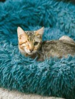 Zana; kleine Fee mit großem Mut - Geilenkirchen