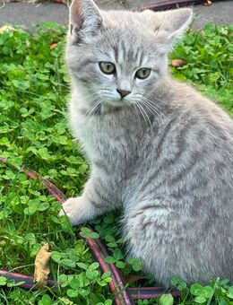 BKH Kitten Katzen - Hamburg