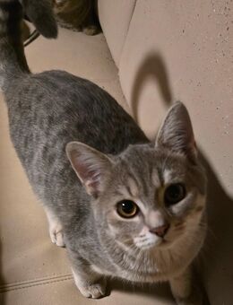 Katzen Babys - Krefeld