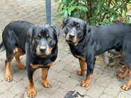 Rottweiler Welpen abzugeben - Berlin Marzahn-Hellersdorf