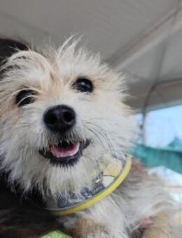 Estrella; abgeschoben von ihren Besitzer - Geilenkirchen