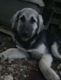 Zuhause/Pflegestelle gesucht für Suki - Miesbach