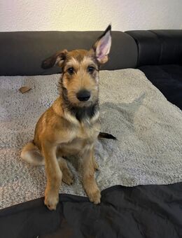 Berger de Picard Welpe - Furth