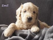 Goldendoodle Welpen medium suchen demnächst ihre Familien - Masburg