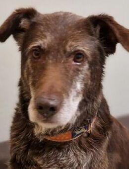 BENKO sucht Zuhause - Gefrees