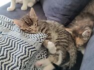 Getigerte Kitten brauchen ein neues Zuhause - Düsseldorf