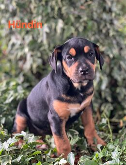 Hof-Dogge / OEB * Hovawart - Rahden