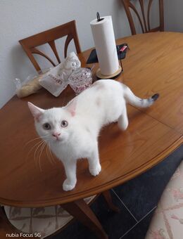 Die Babykatzen suchen ein neues Zuhause - Schwerte (Hansestadt an der Ruhr)