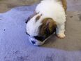 Donka Shih- Tzu Welpe Rüde in 28816