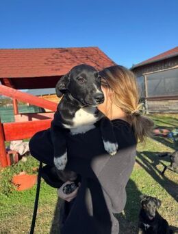 Nora - die große Liebe in Schwarz - Gerlingen