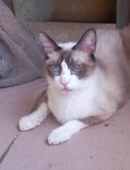 Mapache (und Duke) bei München (ALM) - Geisenheim