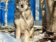 SAMURAI- ein toller Hund - Mainhardt
