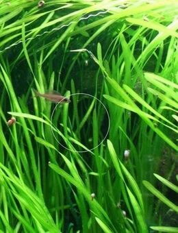 Wasserschraube, Valisneria, Wasserpflanze, Versand, Abholung - Mechernich